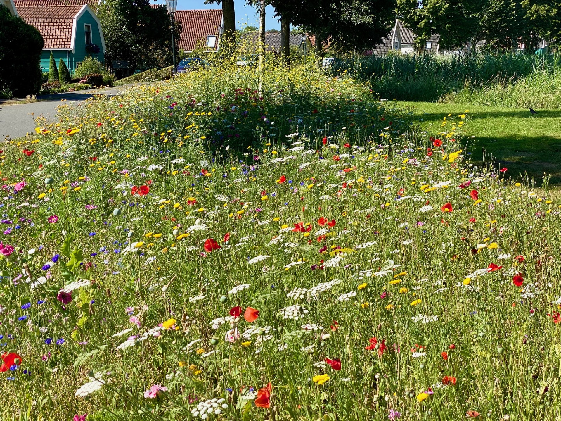 voorbereiding van groot bloemenveld Utrechtseweg